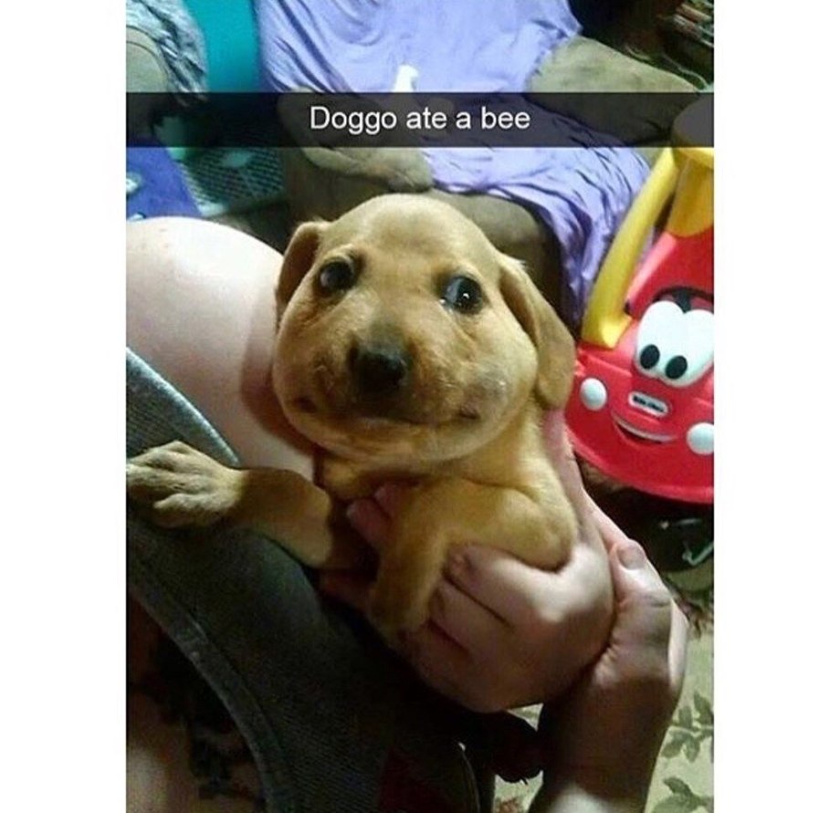 Собаку хаски укусила Оса