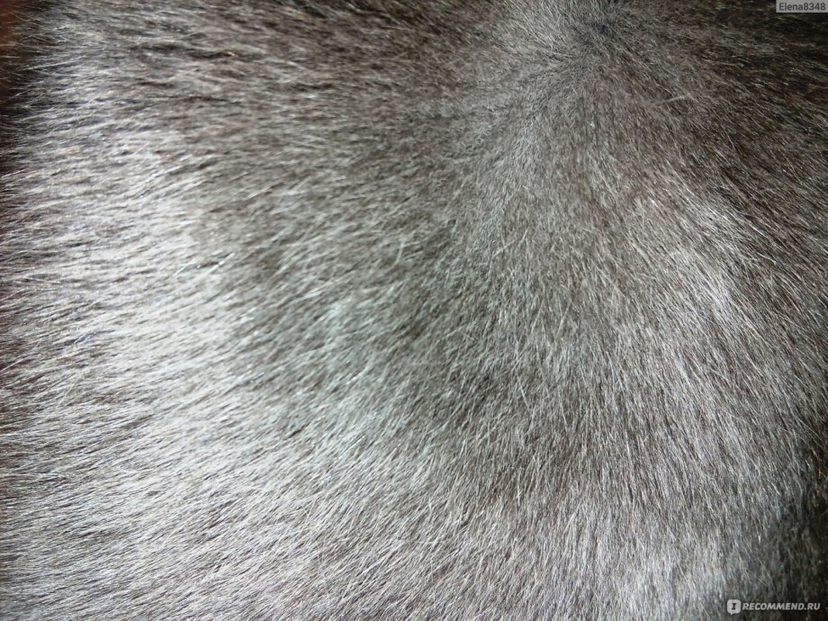 Плохая кошка