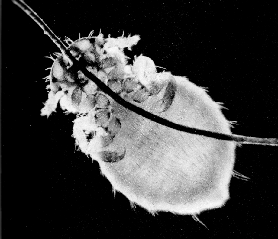 Linognathus setosus( собачья вошь) стадии