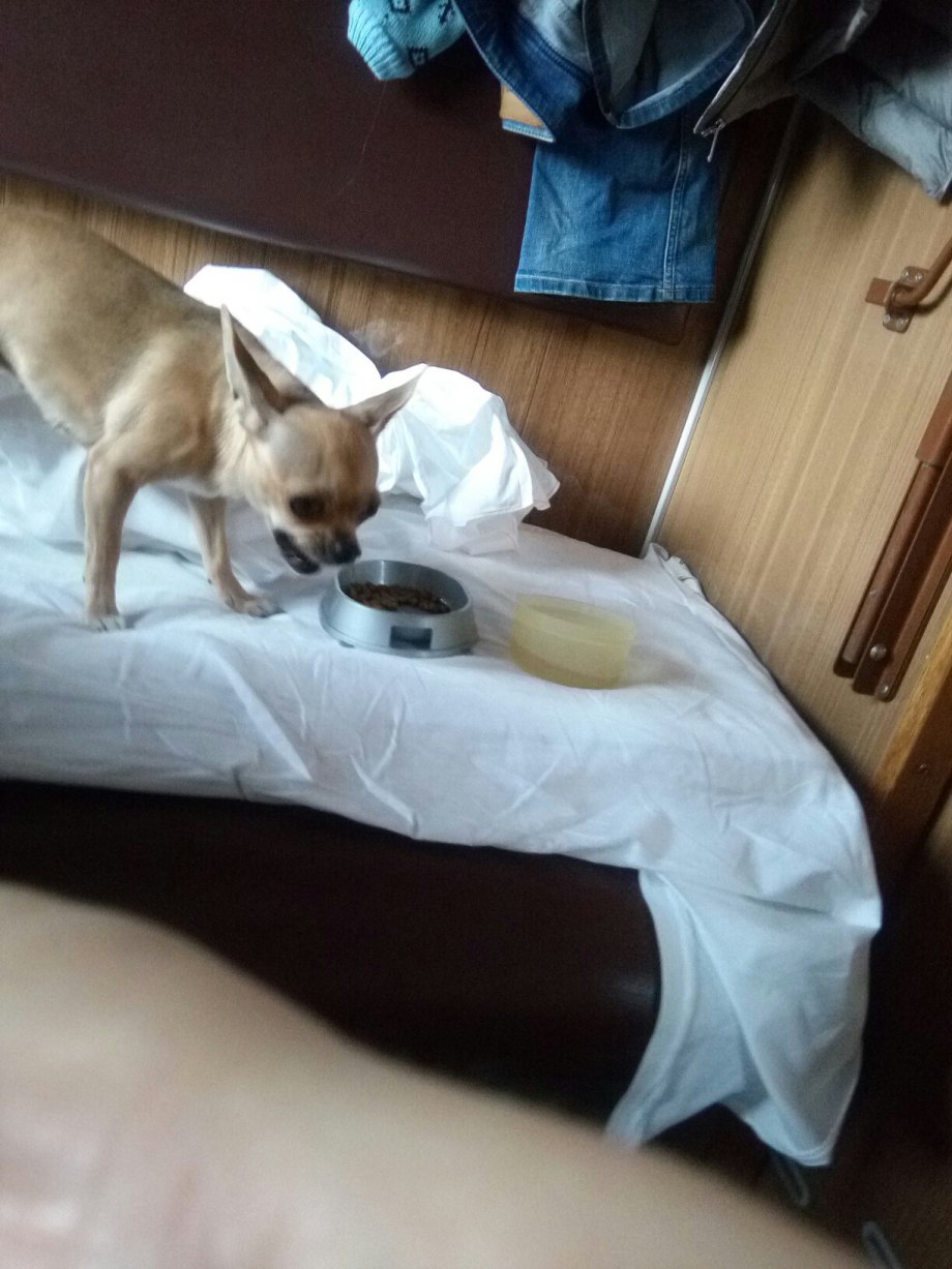 Собака в поезде