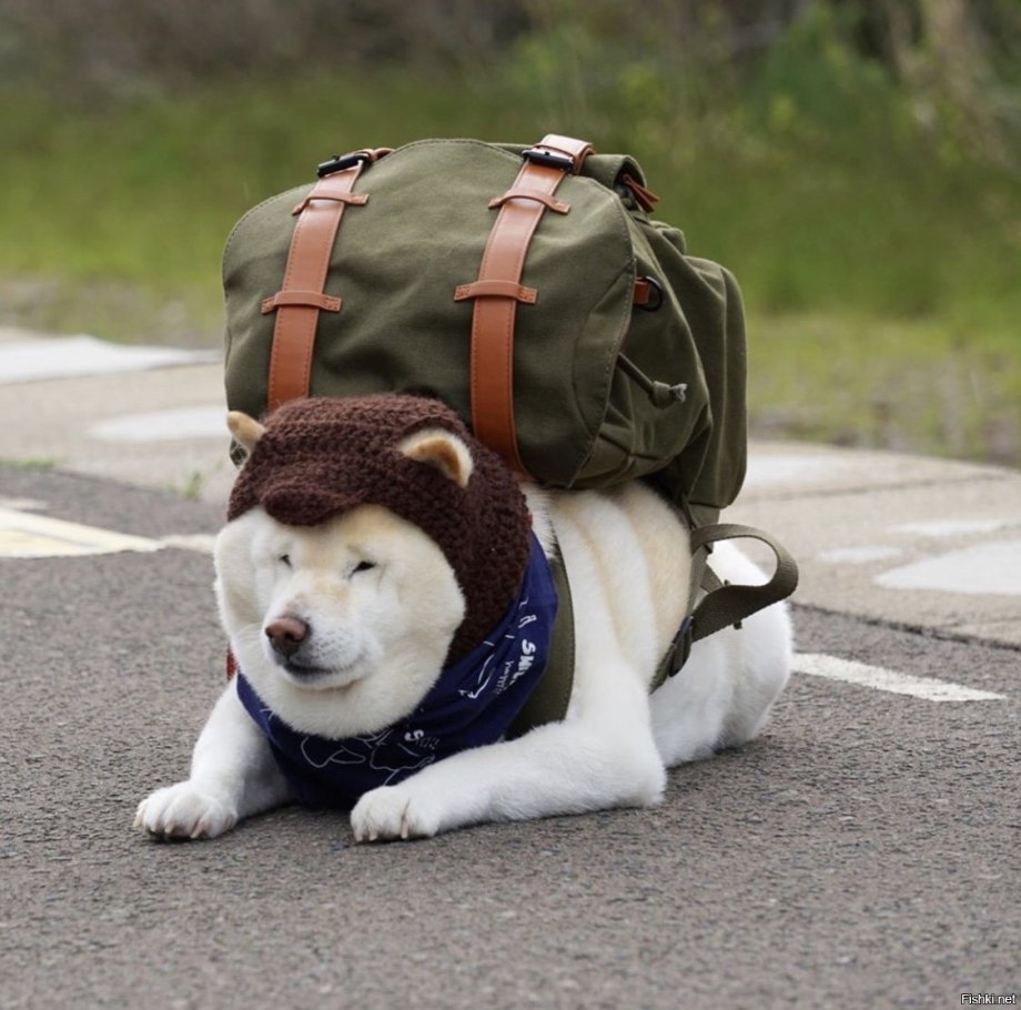 Собака с рюкзаком