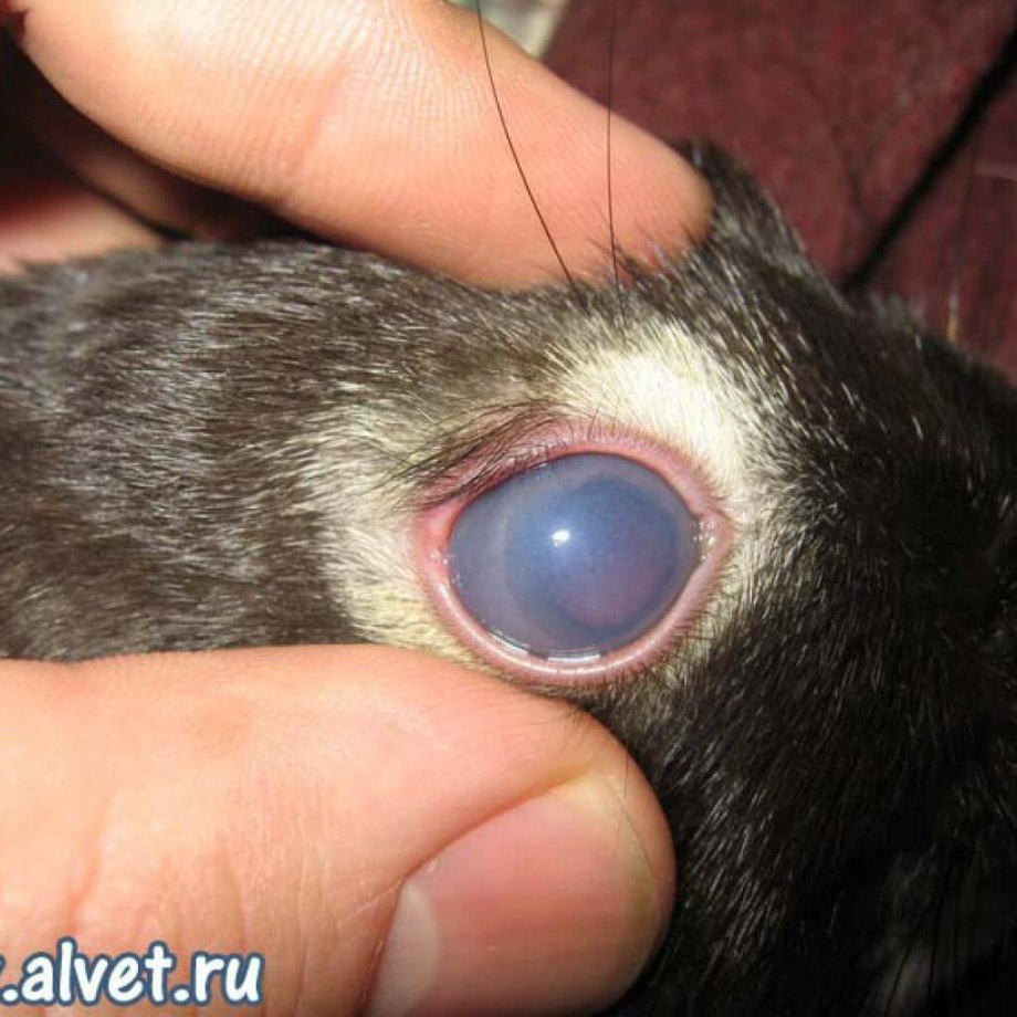 Увеит иридоциклит у кошек