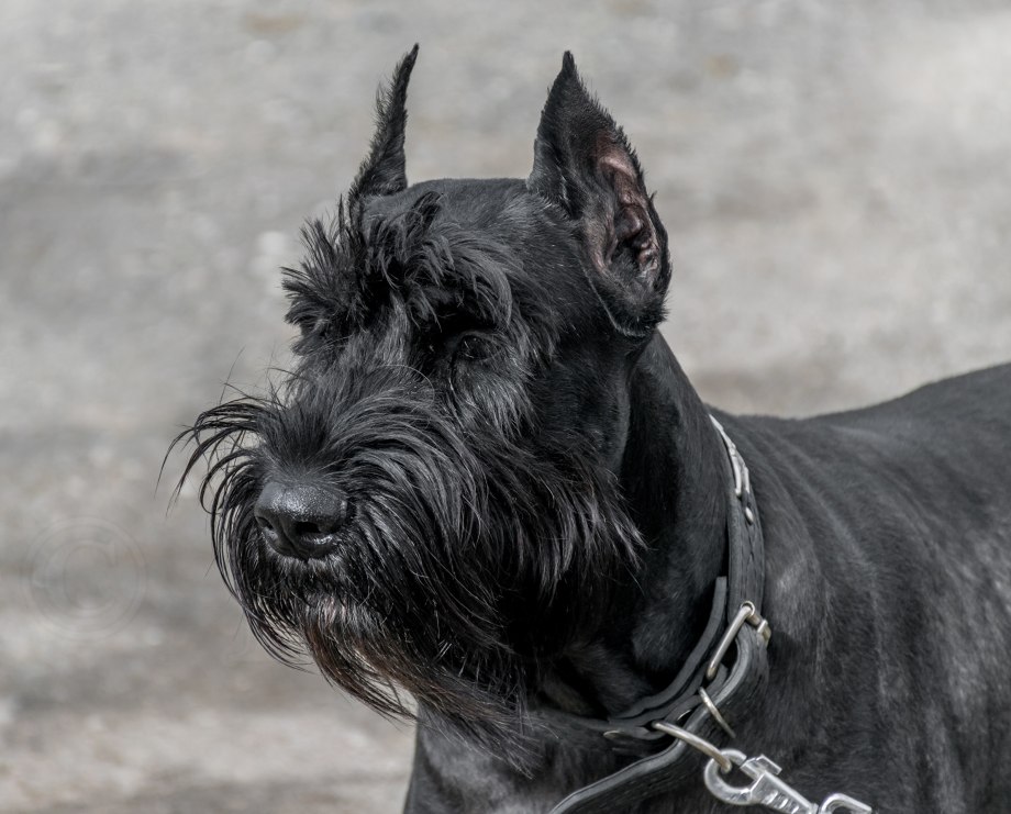 Ризер шнауцер