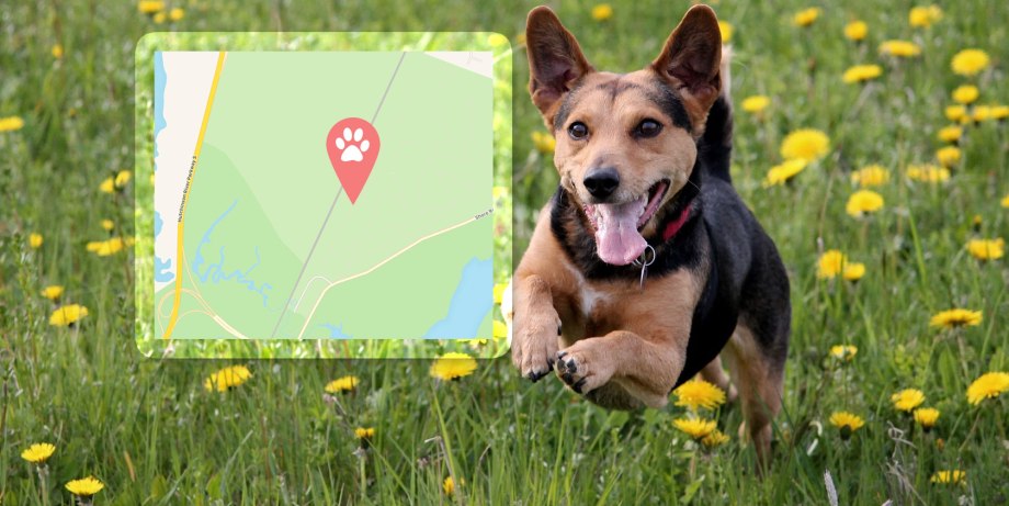 GPS для собак в реальном времени