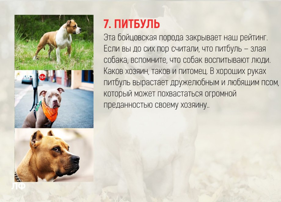 Бордер колли и овчарка