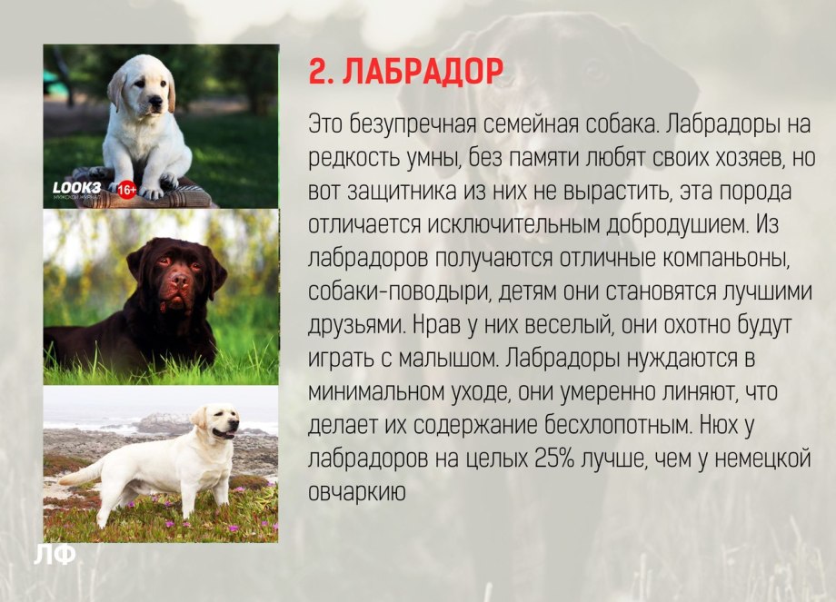 Какая самая верная собака