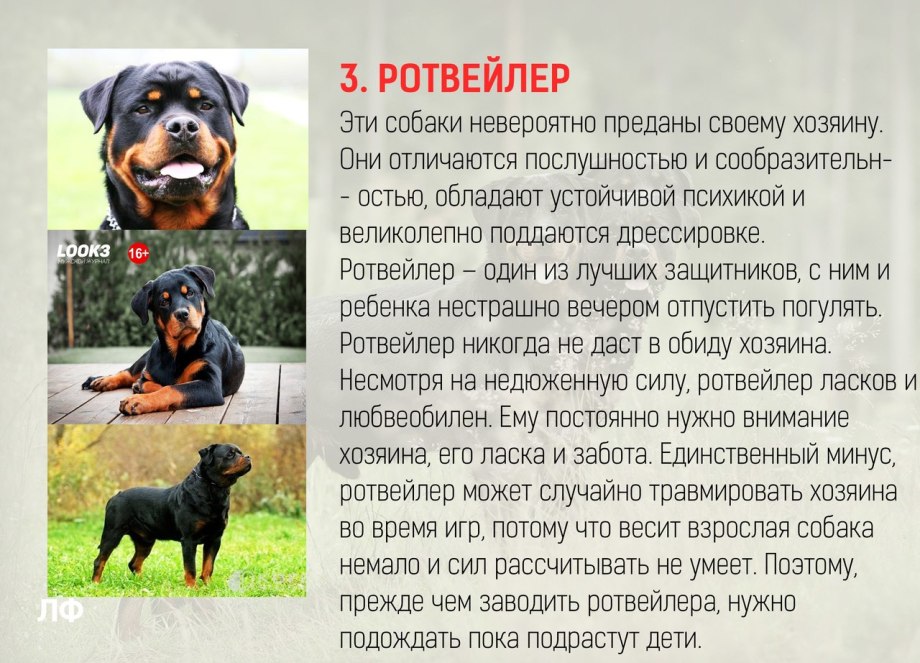 Длинношерстный бордер колли черный