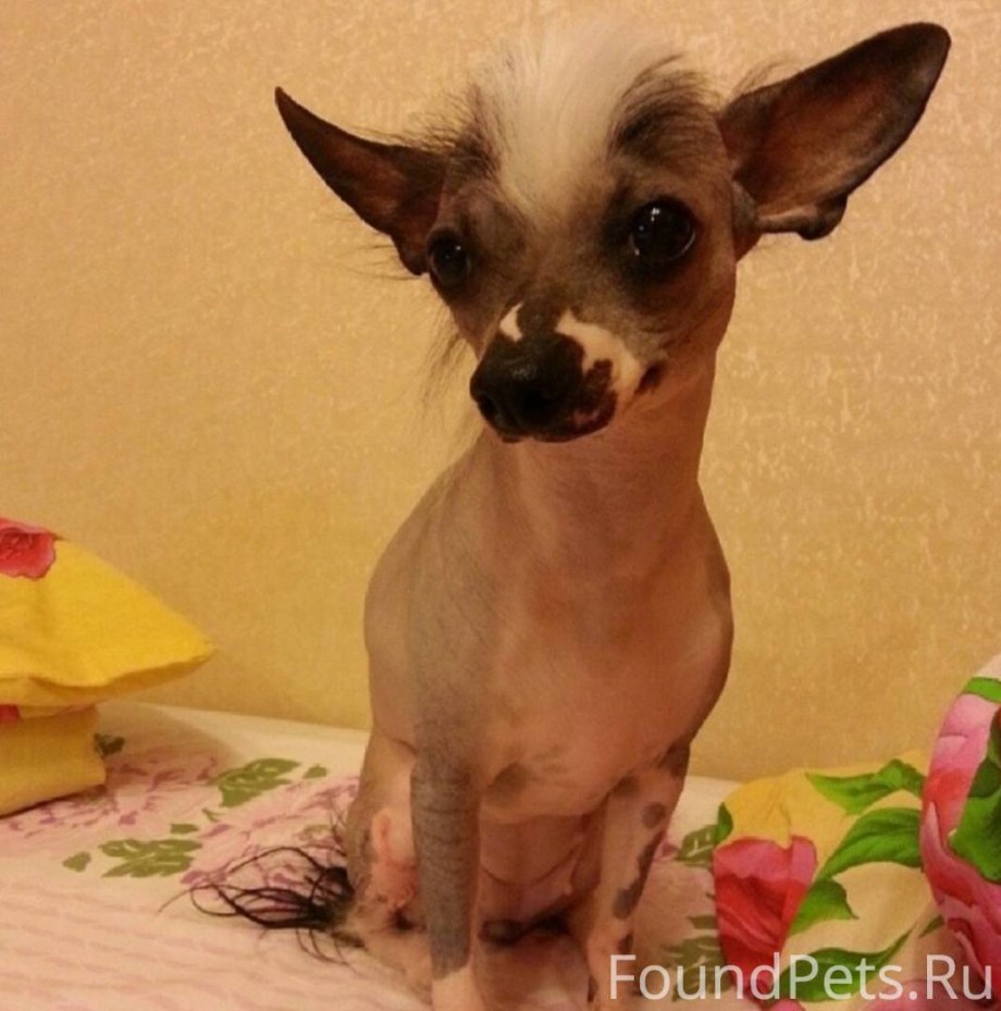 Чихуахуа Котопес