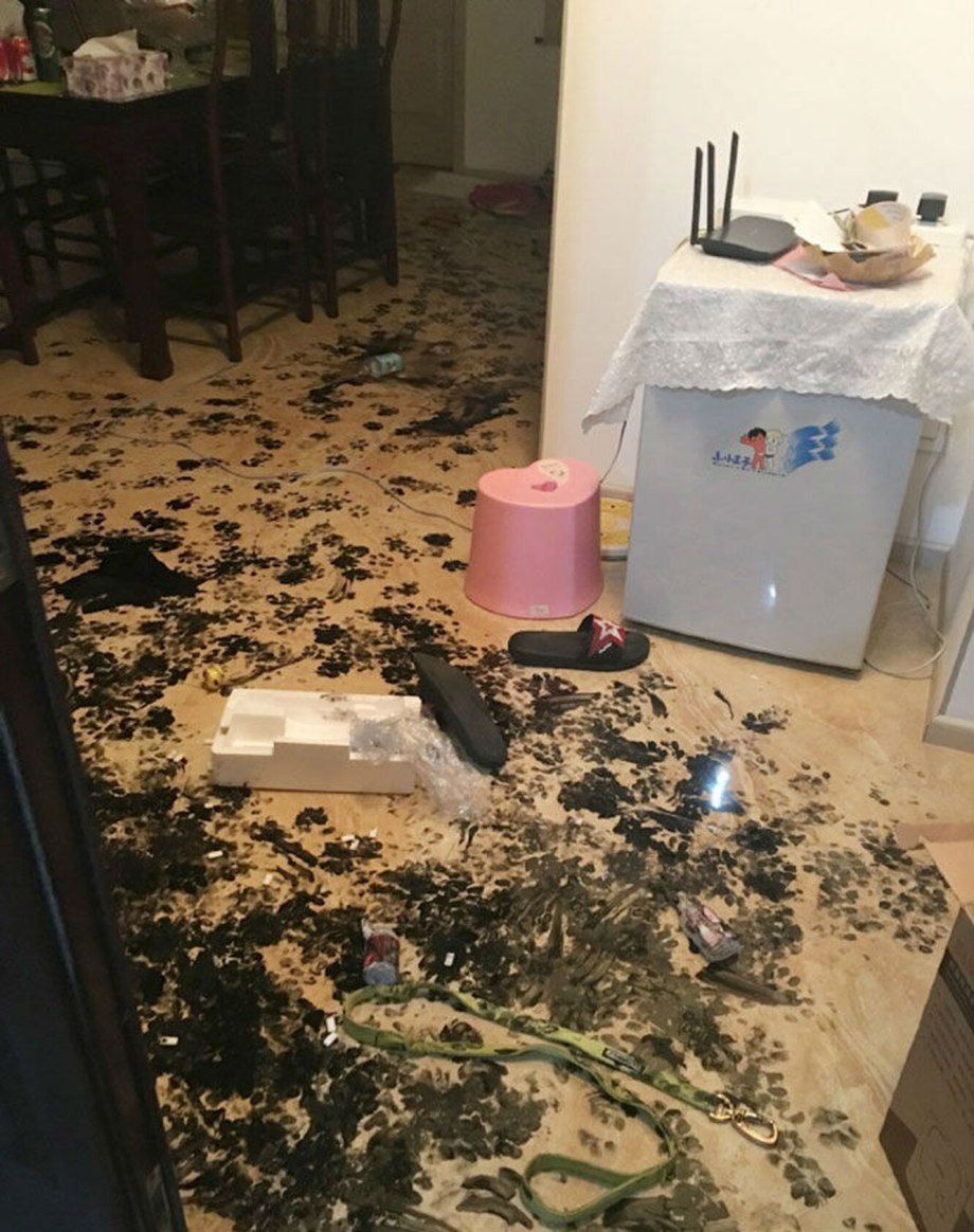 Хаски заглядывает в квартиру