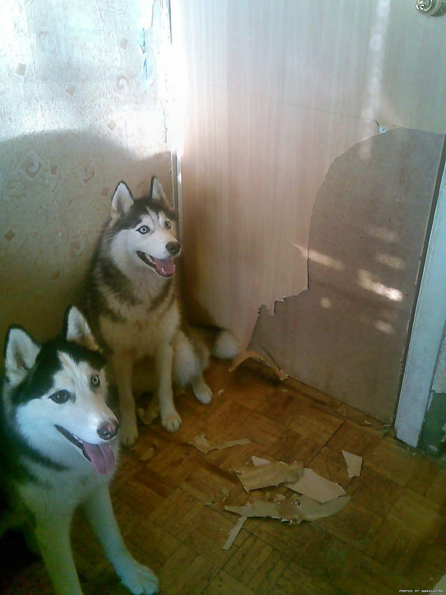 Слепые щенки хаски