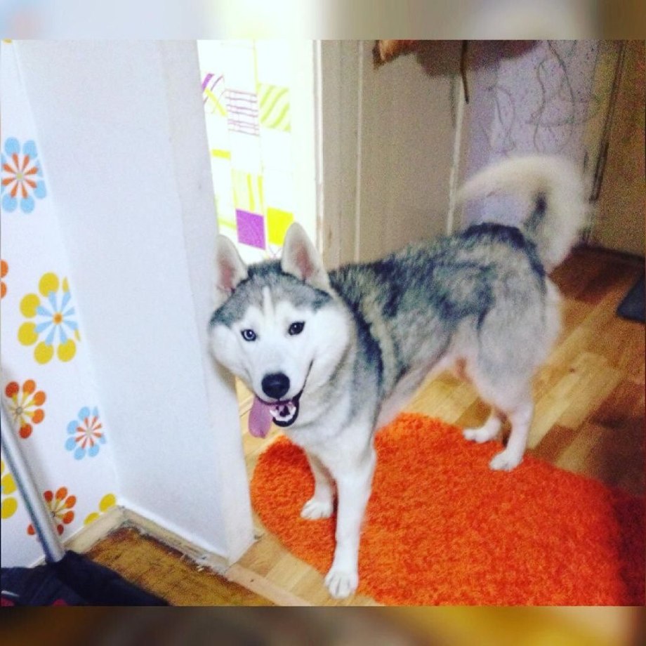 Марли и я