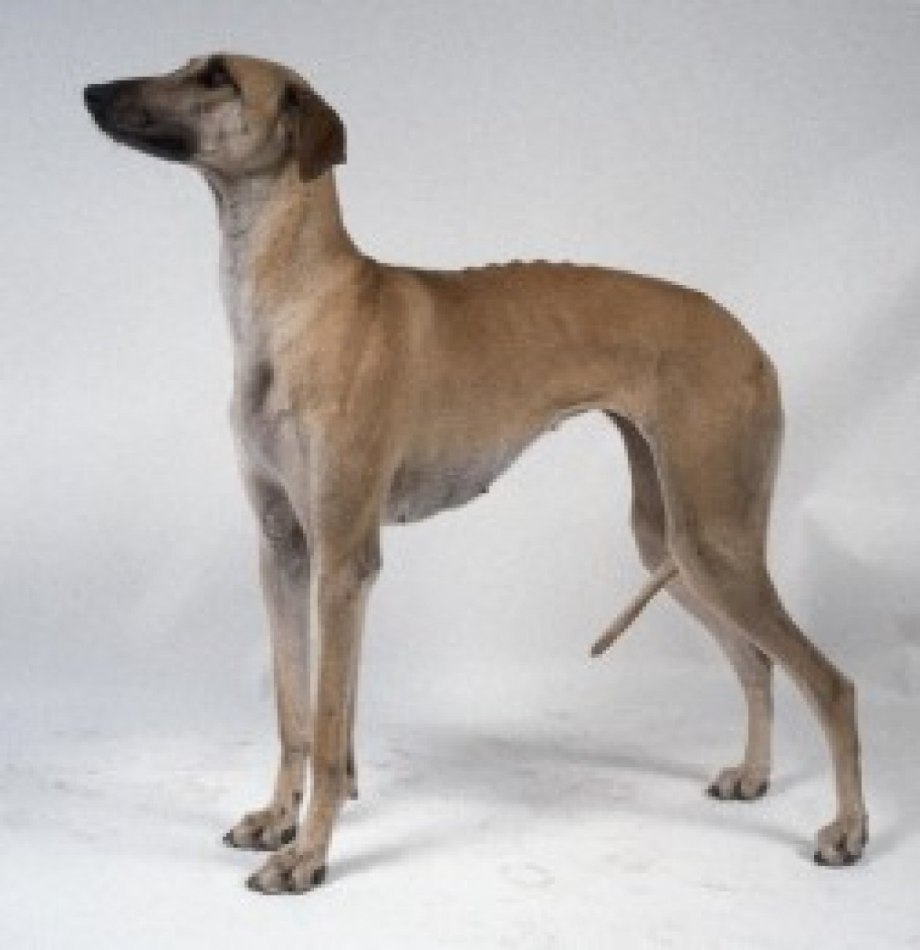 Арабская борзая (Слюги) (Arabian Greyhound, Sloughi, Slougui)