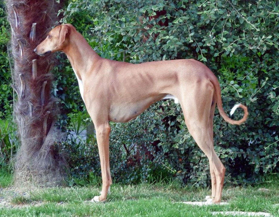 Azawakh Puppy