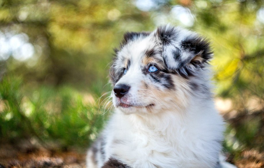 Австралийская овчарка / Australian Shepherd