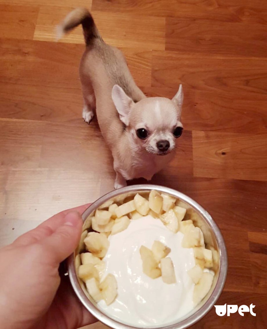 Собака ворует еду со стола