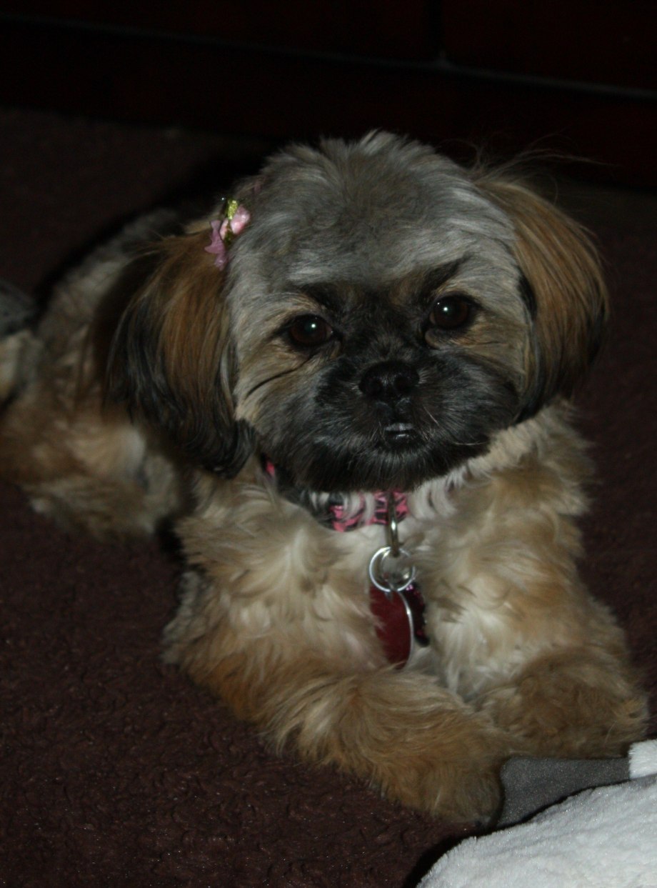 Mask Shih Tzu