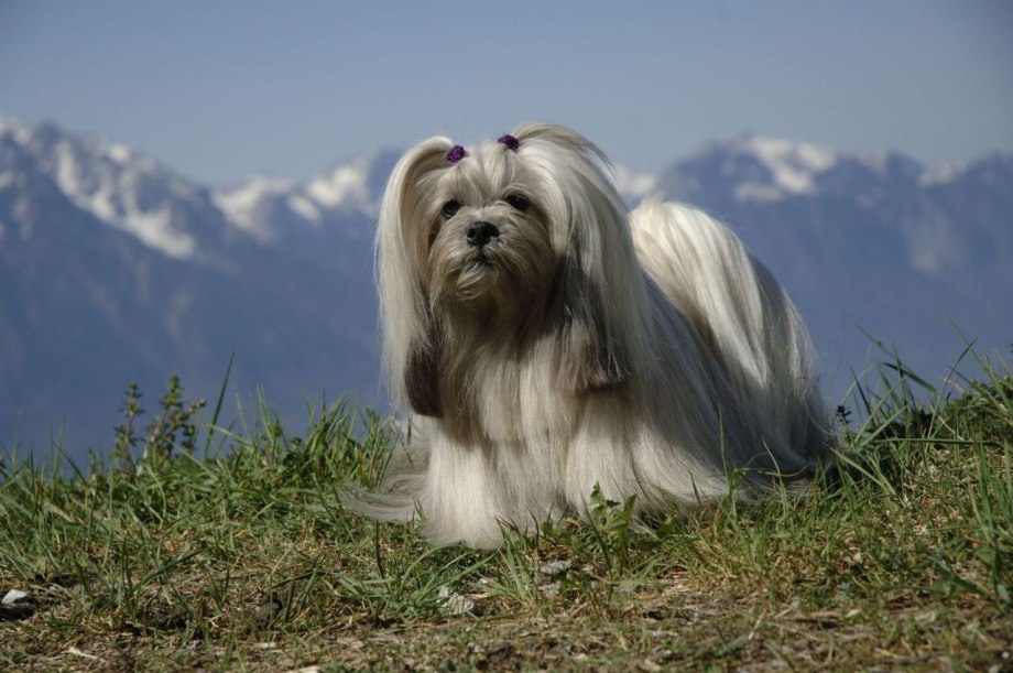 Shih Tzu Yorkie