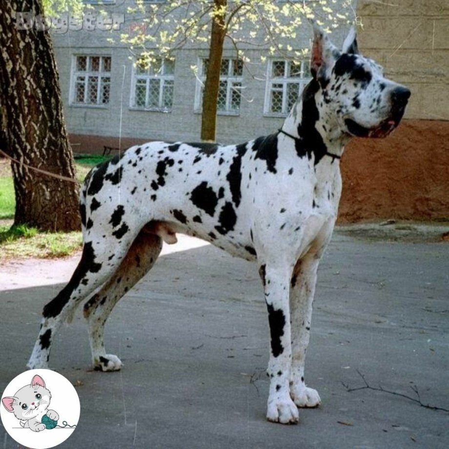 Собака дог Королевский мраморный