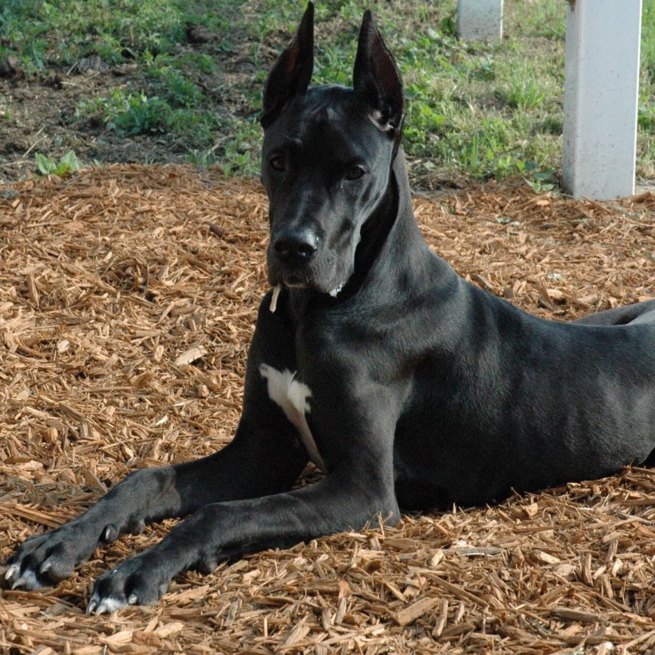 Great Dane 647610