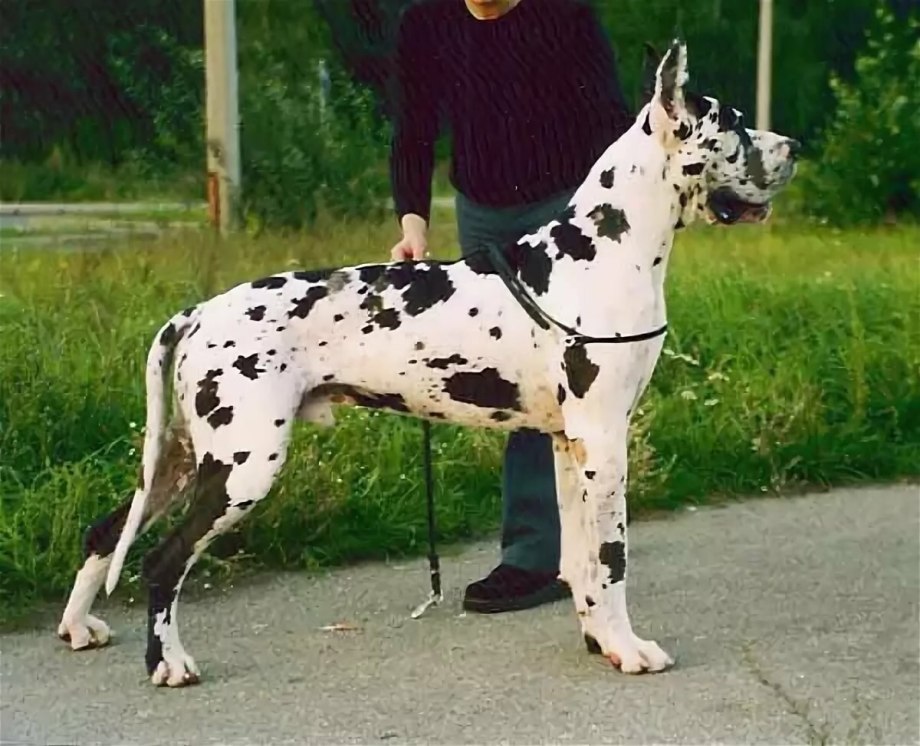 Далматинец дог Королевский