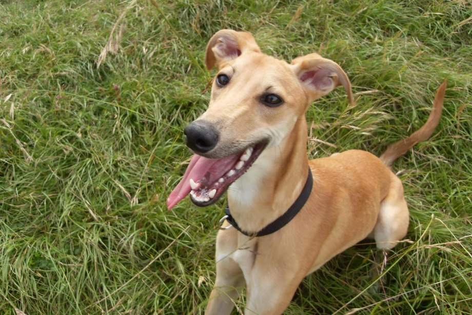 Whippet собака