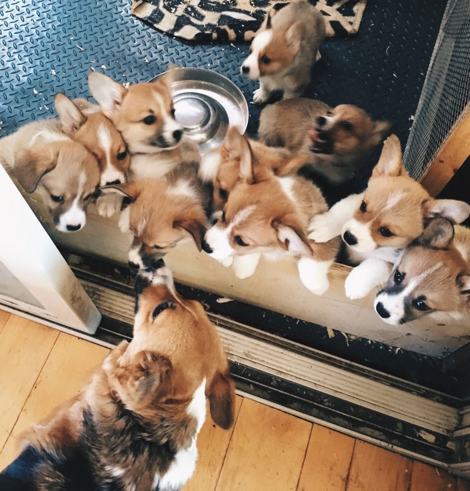 Стая корги