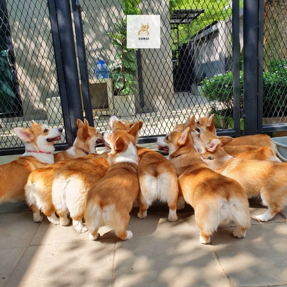 Кафе Corgi in the Garden