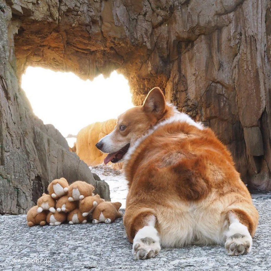 Корги пастушья собака