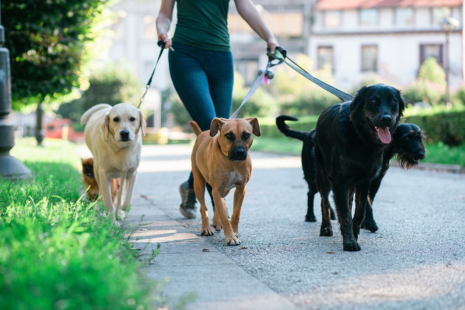 Dog Walker