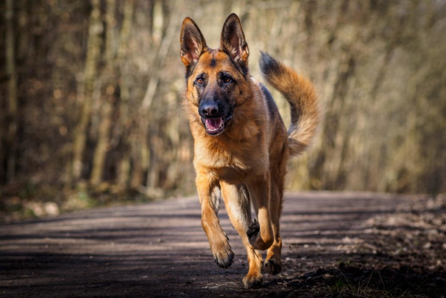 German Shepherd немецкая овчарка