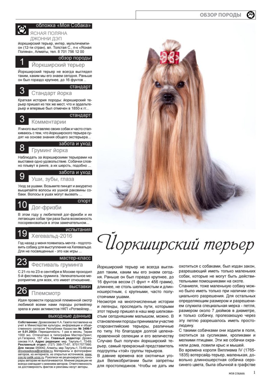 Йоркширский терьер
