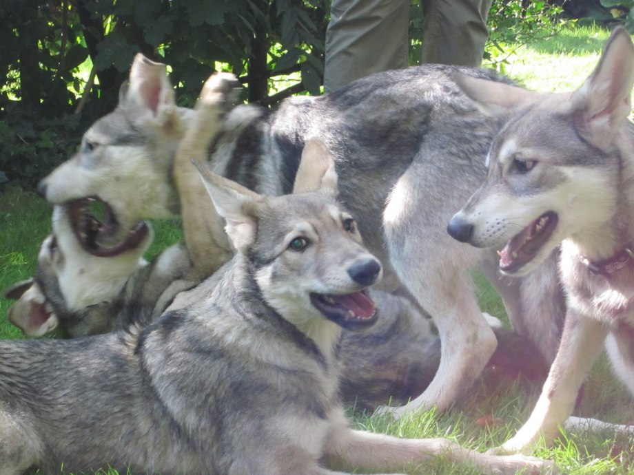 Saarloos Wolfhond