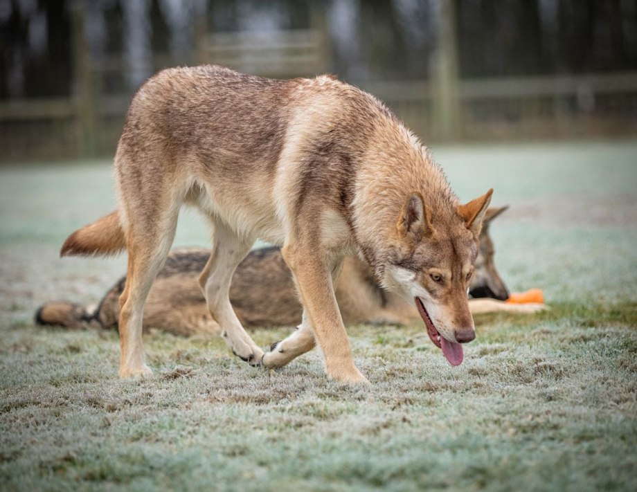 Saarloos Wolfdog