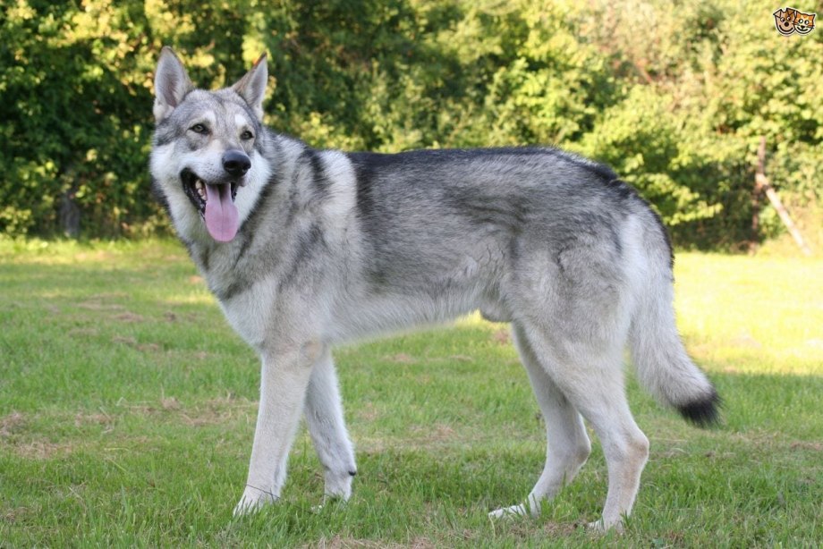 Wolfdog порода