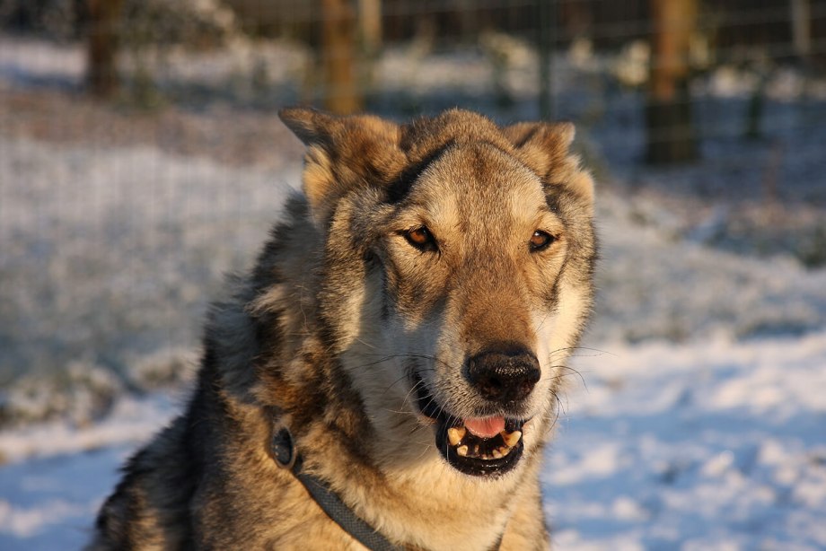 Saarloos Wolfdog