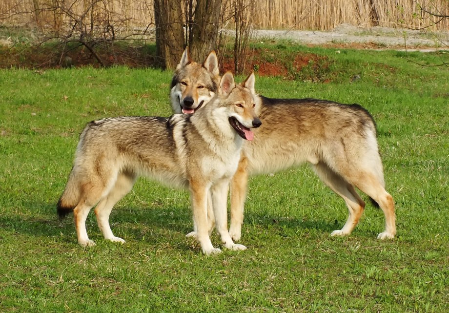 Saarloos Wolfhond