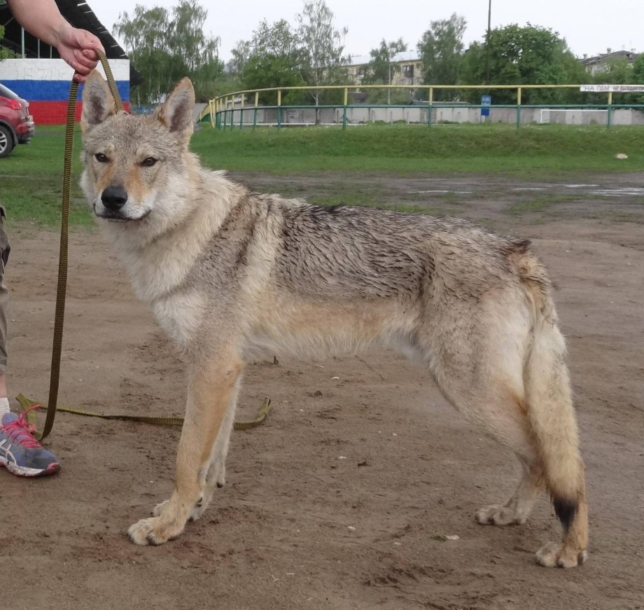 Планета собак чехословацкий влчак
