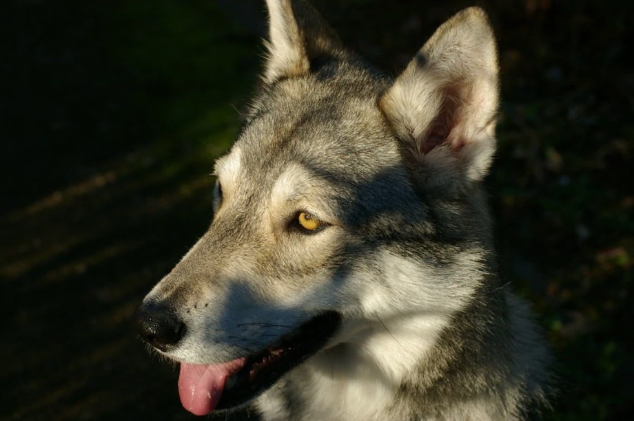Волчьи собаки Сарлоса saarlos Wolfdog
