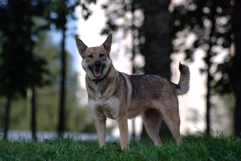 Saarloos Wolfdog