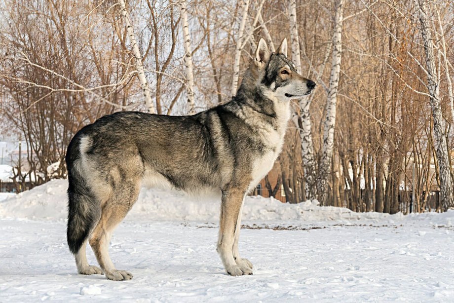 Чехословацкий влчак грозное
