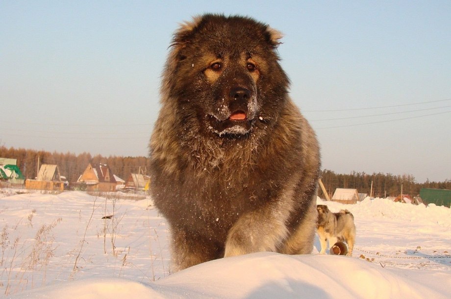 Кавказская овчарка короткошерстная