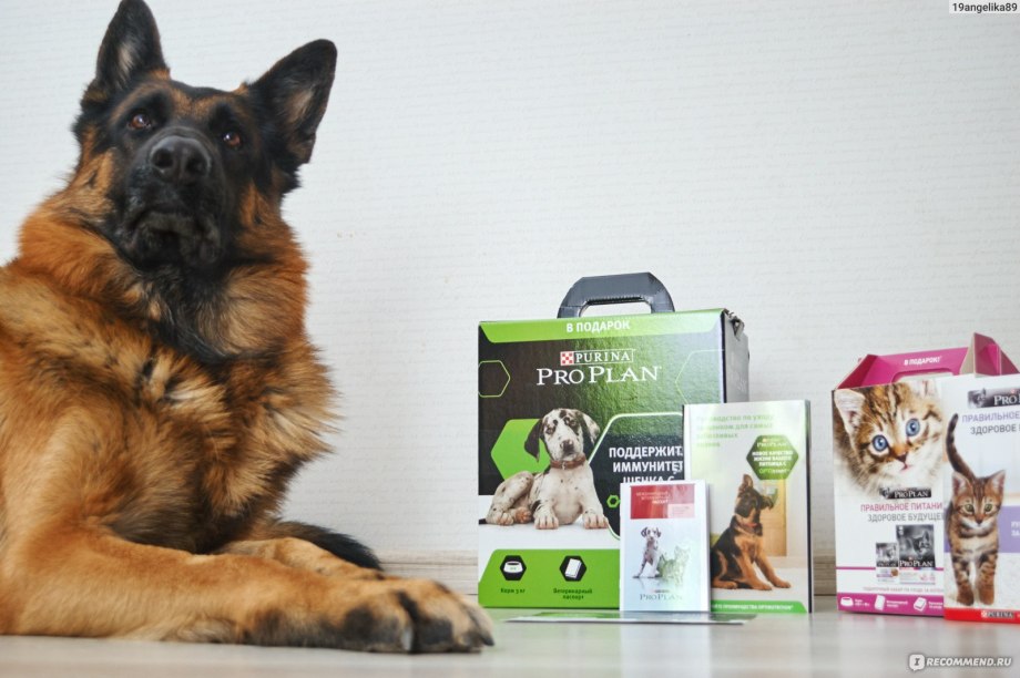 Purina для собак овчарок