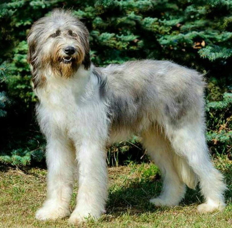 Shepherd Dog Sheep