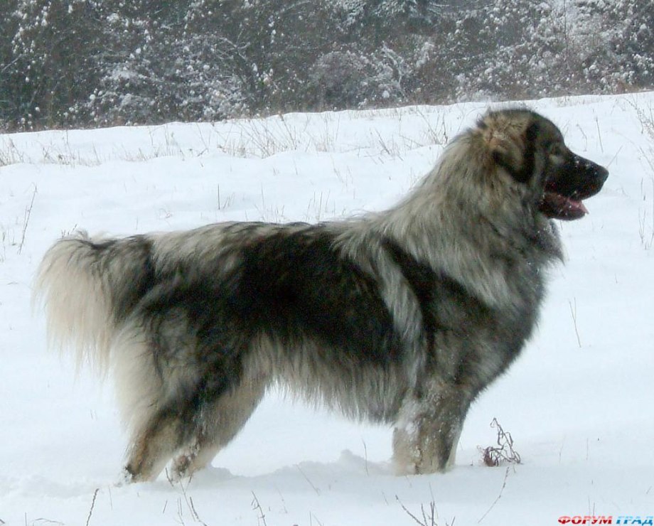 Норвежский бухунд