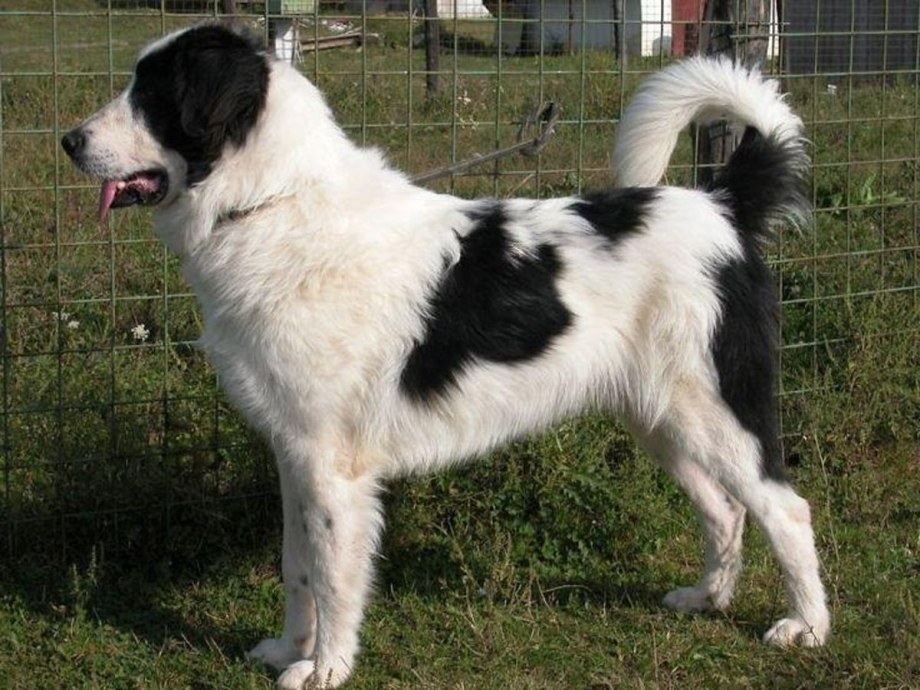 Sheepadoodle порода