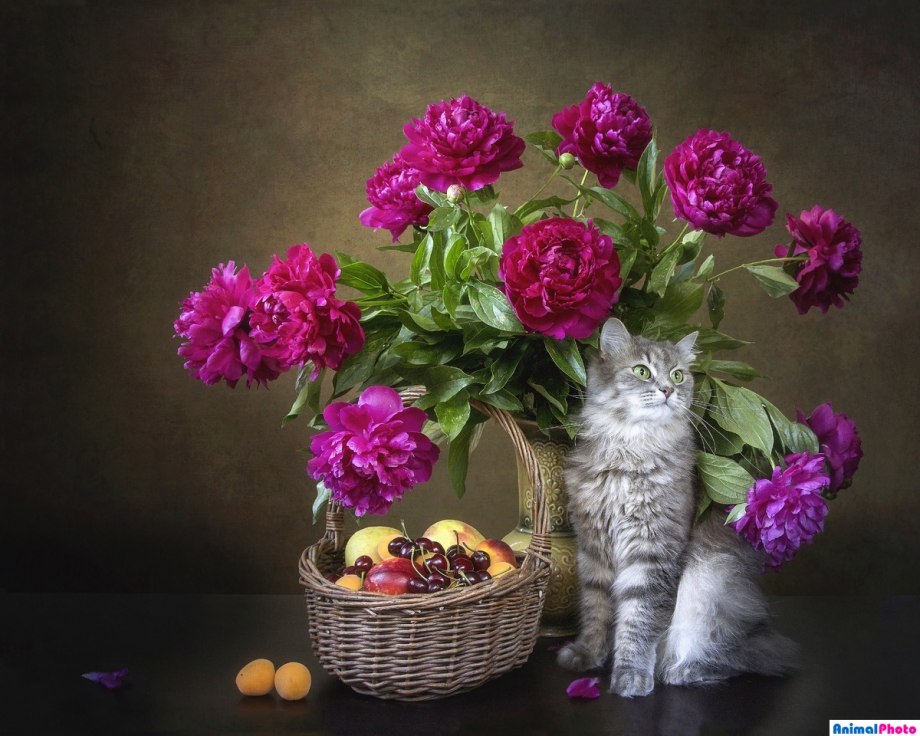 Кот и пионы