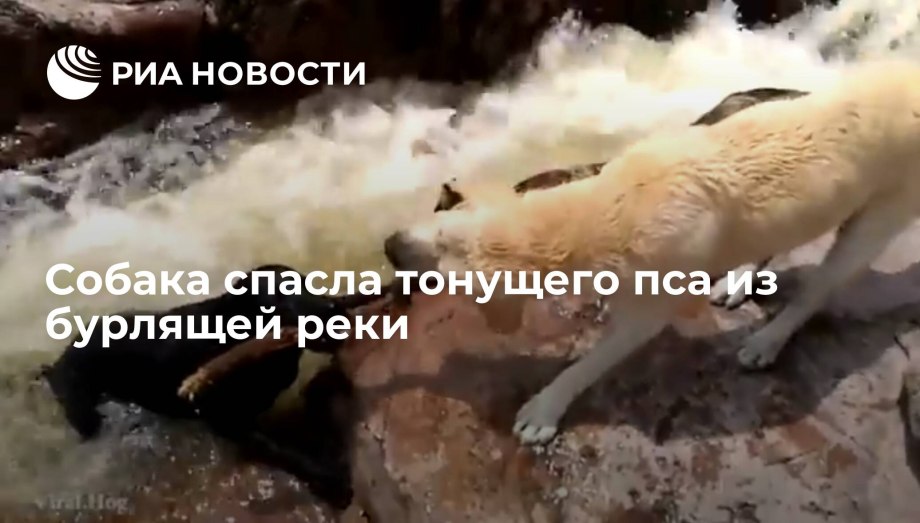 Бордер колли бежит