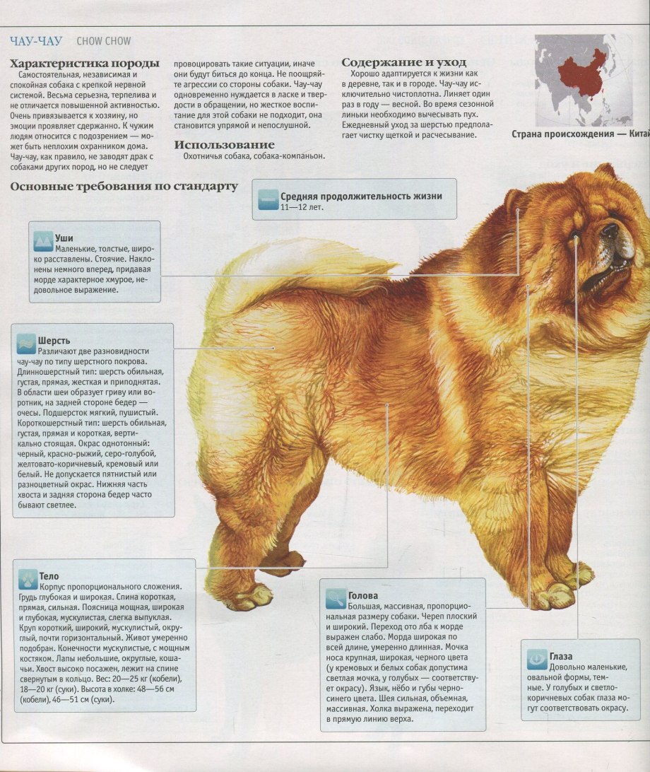 Описание собаки