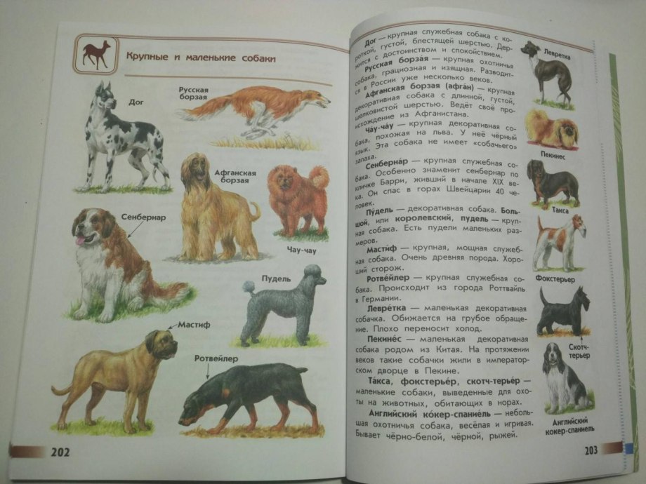 Атлас определитель породы собак