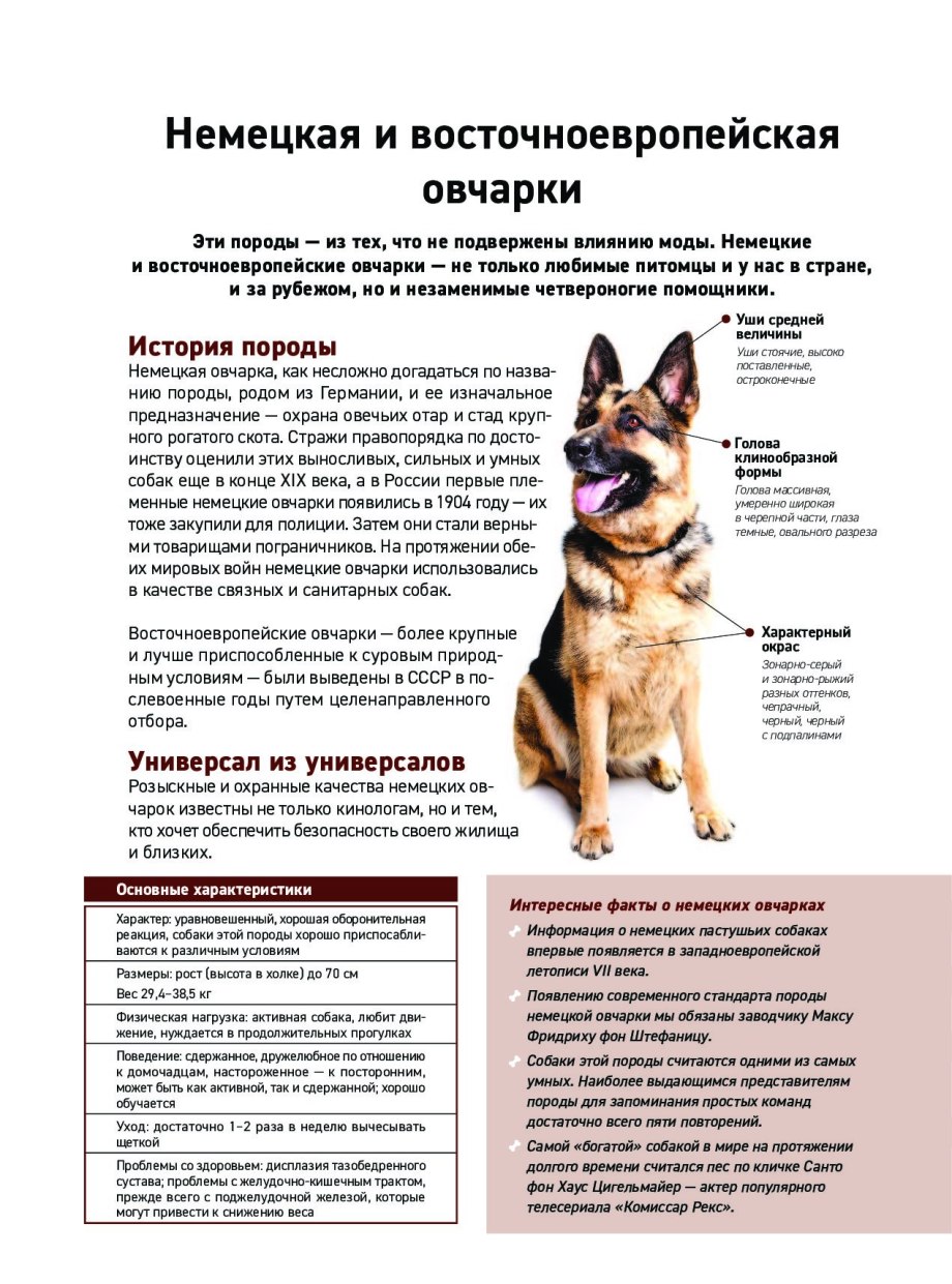 Охотничьи породы собак описание